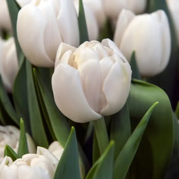 Best Tulipanløg - Sæt med 14 - Tulipa 'Mondial' - Blomsterløg Frø