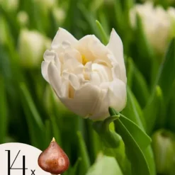 Best Tulipanløg - Sæt med 14 - Tulipa 'Northcap' - Blomsterløg - Gul Frø