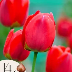 Outlet Tulipanløg - Sæt med 14 - Tulipa 'Red Impression' - Blomsterløg - Rød Frø