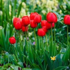 Outlet Tulipanløg - Sæt med 14 - Tulipa 'Red Impression' - Blomsterløg - Rød Frø