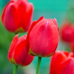 Outlet Tulipanløg - Sæt med 14 - Tulipa 'Red Impression' - Blomsterløg - Rød Frø