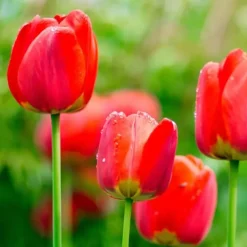 Outlet Tulipanløg - Sæt med 14 - Tulipa 'Red Impression' - Blomsterløg - Rød Frø