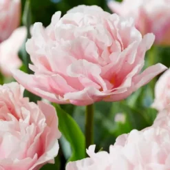 Frø^Tulipanløg - Sæt med 15 - Tulipa 'Dreamer' - Blomsterløg - Lyserød