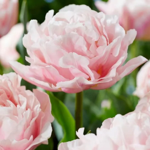Frø^Tulipanløg - Sæt med 15 - Tulipa 'Dreamer' - Blomsterløg - Lyserød