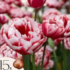 Discount Tulipanløg - Sæt med 15 - Tulipa 'Drumline' - Blomsterløg Frø