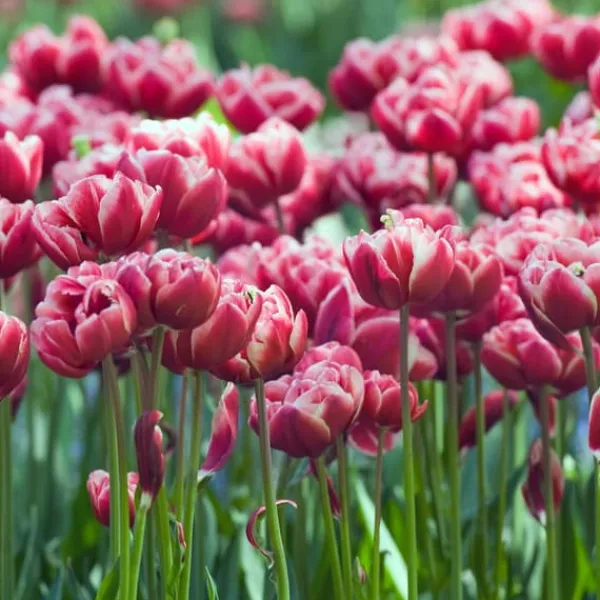 Discount Tulipanløg - Sæt med 15 - Tulipa 'Drumline' - Blomsterløg Frø