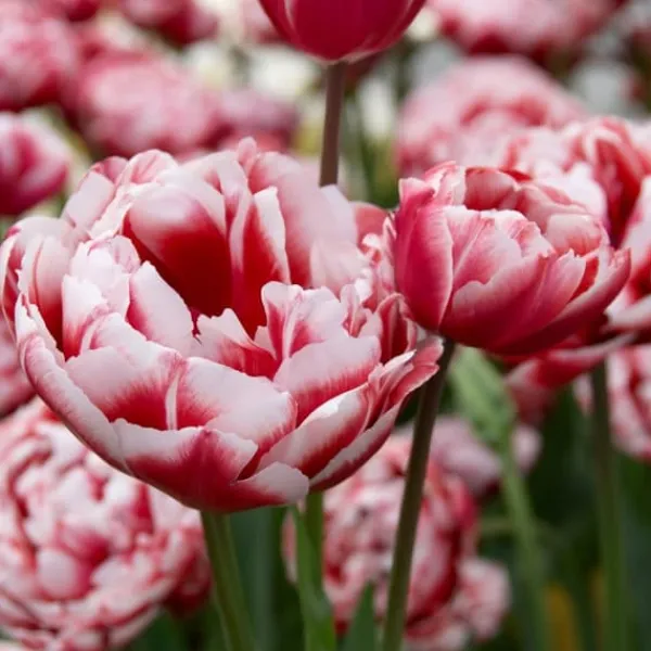 Discount Tulipanløg - Sæt med 15 - Tulipa 'Drumline' - Blomsterløg Frø
