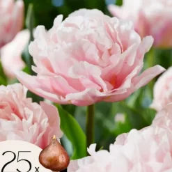 Sale Tulipanløg - Sæt med 25 - Tulipa 'Dreamer' - Blomsterløg - Lyserød Frø
