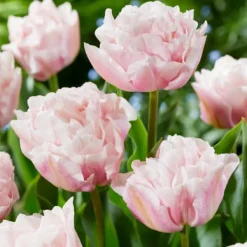 Sale Tulipanløg - Sæt med 25 - Tulipa 'Dreamer' - Blomsterløg - Lyserød Frø