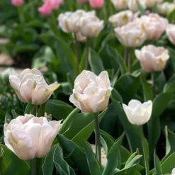 Sale Tulipanløg - Sæt med 25 - Tulipa 'Dreamer' - Blomsterløg - Lyserød Frø