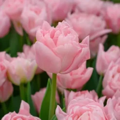 Sale Tulipanløg - Sæt med 25 - Tulipa 'Dreamer' - Blomsterløg - Lyserød Frø