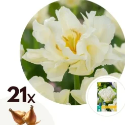 Best Tulipanløg - Sæt med 21 - Tulipa 'Northcap' - Blomsterløg - Gul Frø