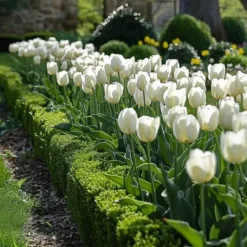 Best Tulipanløg - Sæt med 21 - Tulipa 'Northcap' - Blomsterløg - Gul Frø