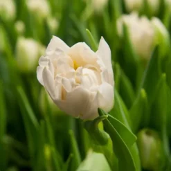 Best Tulipanløg - Sæt med 21 - Tulipa 'Northcap' - Blomsterløg - Gul Frø