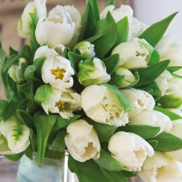 Best Tulipanløg - Sæt med 21 - Tulipa 'Northcap' - Blomsterløg - Gul Frø