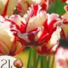 New Tulipanløg - Sæt med 21 - Tulipa 'Estella Rijnveld' - Blomsterløg - Rød Frø