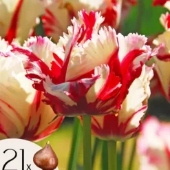 New Tulipanløg - Sæt med 21 - Tulipa 'Estella Rijnveld' - Blomsterløg - Rød Frø