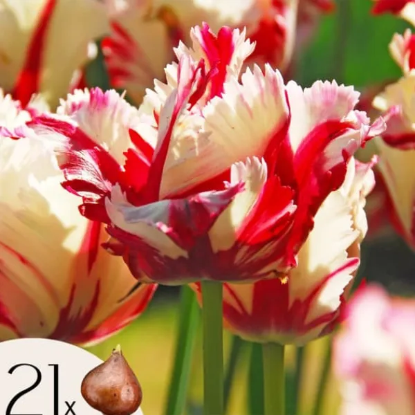 New Tulipanløg - Sæt med 21 - Tulipa 'Estella Rijnveld' - Blomsterløg - Rød Frø