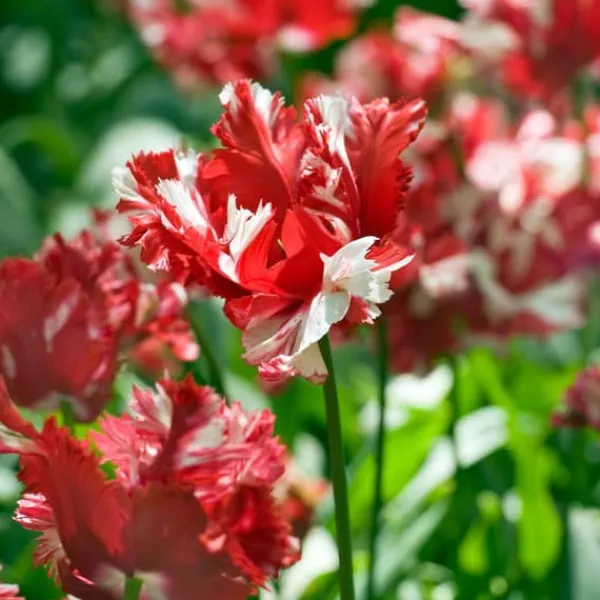 New Tulipanløg - Sæt med 21 - Tulipa 'Estella Rijnveld' - Blomsterløg - Rød Frø