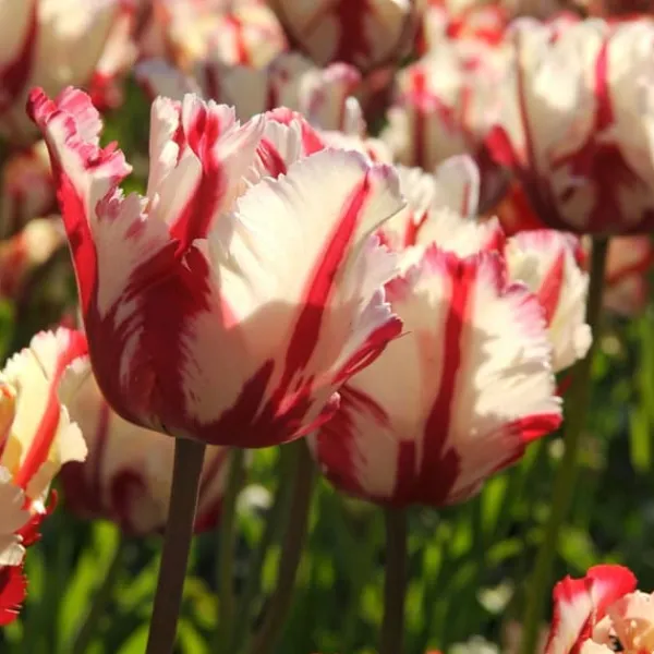 New Tulipanløg - Sæt med 21 - Tulipa 'Estella Rijnveld' - Blomsterløg - Rød Frø