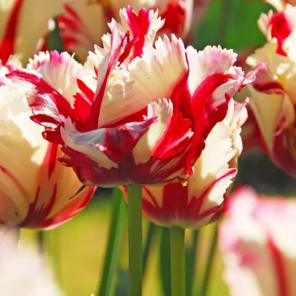 New Tulipanløg - Sæt med 21 - Tulipa 'Estella Rijnveld' - Blomsterløg - Rød Frø