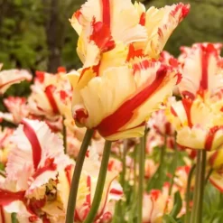 New Tulipanløg - Sæt med 21 - Tulipa 'Estella Rijnveld' - Blomsterløg - Rød Frø
