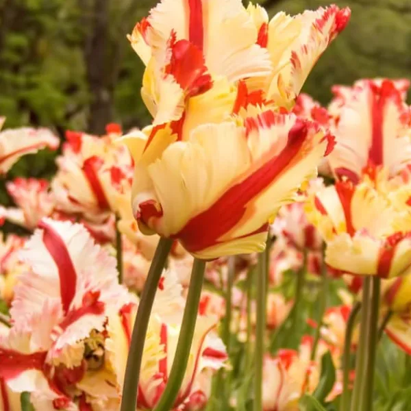 New Tulipanløg - Sæt med 21 - Tulipa 'Estella Rijnveld' - Blomsterløg - Rød Frø