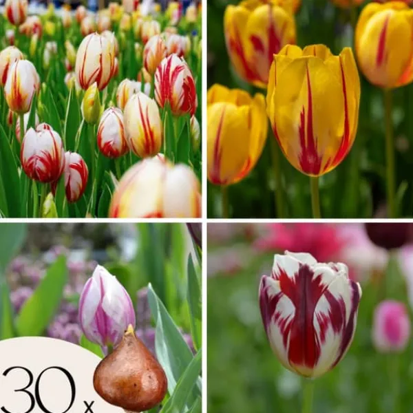 Frø^Tulipanløg - Sæt med 30 - Tulipa 'Flaming Beauty Mix' - Blomsterløg - Flerfarvet