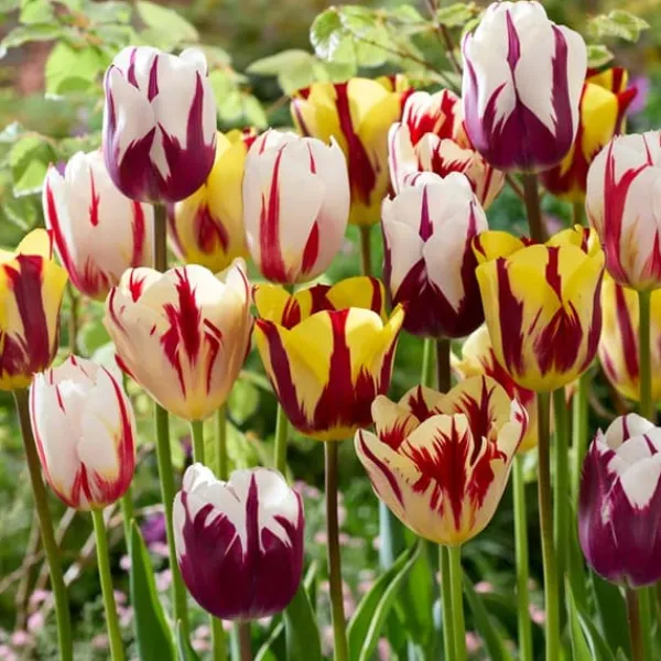 Frø^Tulipanløg - Sæt med 30 - Tulipa 'Flaming Beauty Mix' - Blomsterløg - Flerfarvet