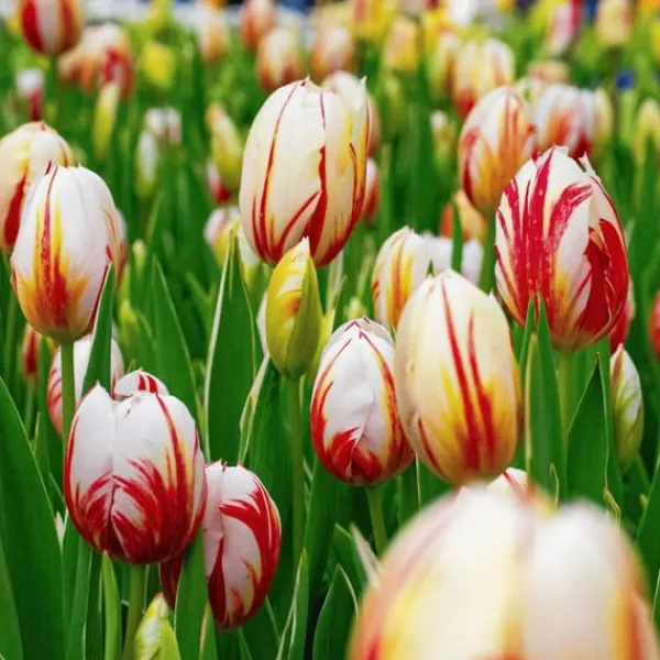 Frø^Tulipanløg - Sæt med 30 - Tulipa 'Flaming Beauty Mix' - Blomsterløg - Flerfarvet