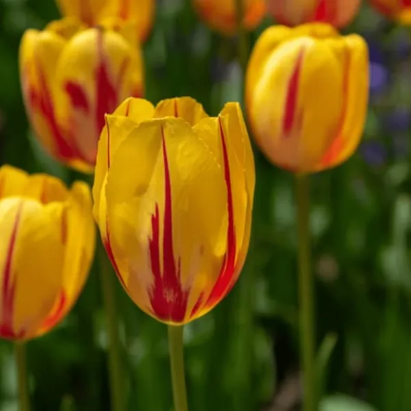 Frø^Tulipanløg - Sæt med 30 - Tulipa 'Flaming Beauty Mix' - Blomsterløg - Flerfarvet