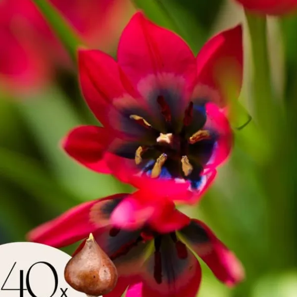 Frø^Tulipanløg - Sæt med 40 - Tulipa 'Little Beauty' - Blomsterløg - Rød