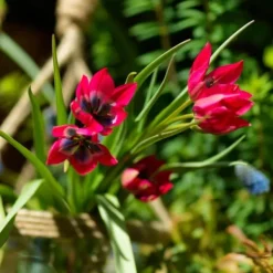 Frø^Tulipanløg - Sæt med 40 - Tulipa 'Little Beauty' - Blomsterløg - Rød
