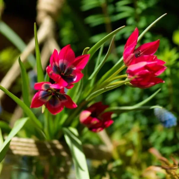 Frø^Tulipanløg - Sæt med 40 - Tulipa 'Little Beauty' - Blomsterløg - Rød