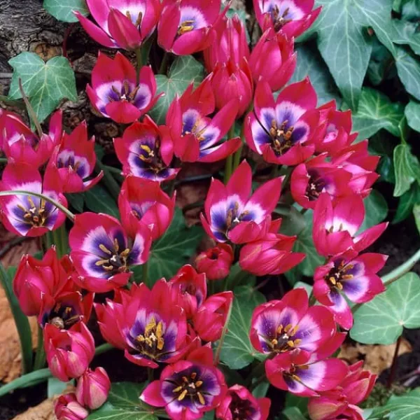 Frø^Tulipanløg - Sæt med 40 - Tulipa 'Little Beauty' - Blomsterløg - Rød