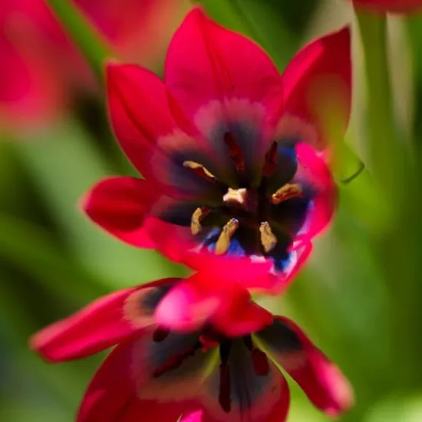 Frø^Tulipanløg - Sæt med 40 - Tulipa 'Little Beauty' - Blomsterløg - Rød