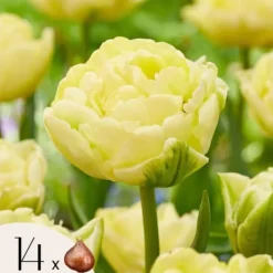 Online Tulipanløg - Sæt med 14 - Tulipa 'Avant Garde' - Blomsterløg - Gul Frø