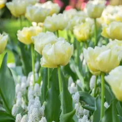 Online Tulipanløg - Sæt med 14 - Tulipa 'Avant Garde' - Blomsterløg - Gul Frø