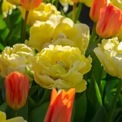 Online Tulipanløg - Sæt med 14 - Tulipa 'Avant Garde' - Blomsterløg - Gul Frø