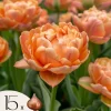Online Tulipanløg - Sæt med 15 - Tulipa 'Copper Image' - Blomsterløg Frø