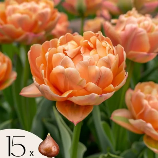 Online Tulipanløg - Sæt med 15 - Tulipa 'Copper Image' - Blomsterløg Frø