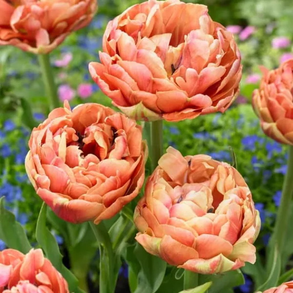 Online Tulipanløg - Sæt med 15 - Tulipa 'Copper Image' - Blomsterløg Frø