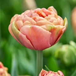 Online Tulipanløg - Sæt med 15 - Tulipa 'Copper Image' - Blomsterløg Frø
