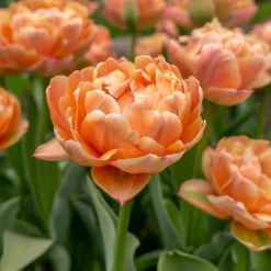 Online Tulipanløg - Sæt med 15 - Tulipa 'Copper Image' - Blomsterløg Frø