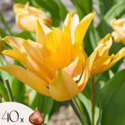 Discount Tulipanløg - Sæt med 40 - Tulipa 'Prastants Shogun' - Blomsterløg - Orange Frø