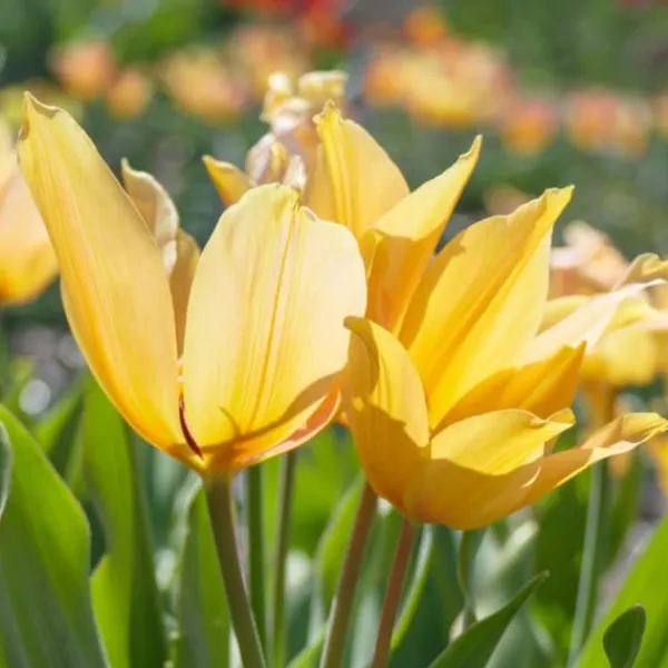 Discount Tulipanløg - Sæt med 40 - Tulipa 'Prastants Shogun' - Blomsterløg - Orange Frø