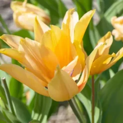 Discount Tulipanløg - Sæt med 40 - Tulipa 'Prastants Shogun' - Blomsterløg - Orange Frø
