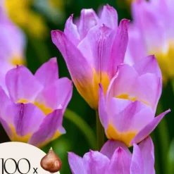 Discount Tulipanløg - Sæt x100 - Tulipa bakeri 'Lilac Wonder' - Blomsterløg - Flerfarvet Frø