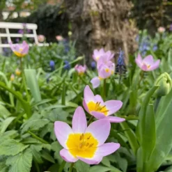 Discount Tulipanløg - Sæt x100 - Tulipa bakeri 'Lilac Wonder' - Blomsterløg - Flerfarvet Frø