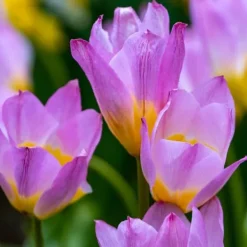 Discount Tulipanløg - Sæt x100 - Tulipa bakeri 'Lilac Wonder' - Blomsterløg - Flerfarvet Frø
